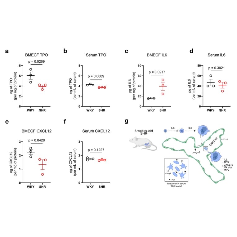 ELISA - Rat Thrombopoietin ELISA Kit (A80372) - Publication