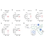ELISA - Rat Thrombopoietin ELISA Kit (A80372) - Publication
