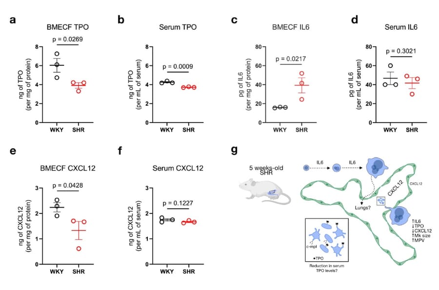 ELISA - Rat Thrombopoietin ELISA Kit (A80372) - Publication