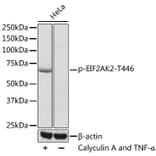Western Blot - Anti-EIF2AK2 (phospho T446) Antibody (AP0632) - Antibodies.com
