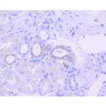 Immunohistochemistry - Anti-EIF2AK2 (phospho T446) Antibody (AP0632) - Antibodies.com