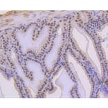 Immunohistochemistry - Anti-TP53 (phospho S392) Antibody (AP0641) - Antibodies.com