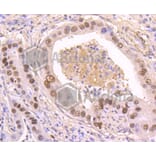 Immunohistochemistry - Anti-TP53 (phospho S392) Antibody (AP0641) - Antibodies.com