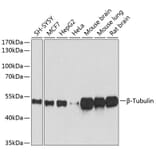 Western Blot - Anti-beta Tubulin Antibody [AMC0498] (A80389) - Antibodies.com
