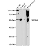 Western Blot - Anti-SLC30A8 Antibody (A1679) - Antibodies.com