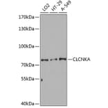Western Blot - Anti-CLCNKA Antibody (A80391) - Antibodies.com