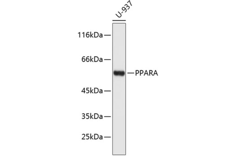 Western Blot - Anti-PPARA Antibody (A11924) - Antibodies.com