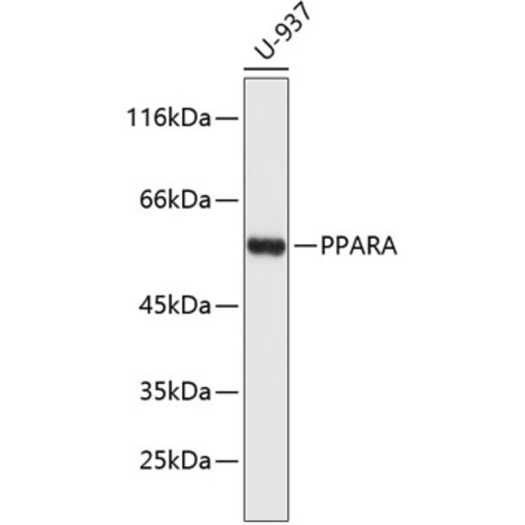 Western Blot - Anti-PPARA Antibody (A11924) - Antibodies.com