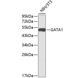Western Blot - Anti-GATA1 Antibody (A80393) - Antibodies.com