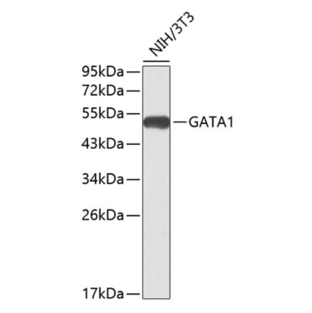 Western Blot - Anti-GATA1 Antibody (A80393) - Antibodies.com
