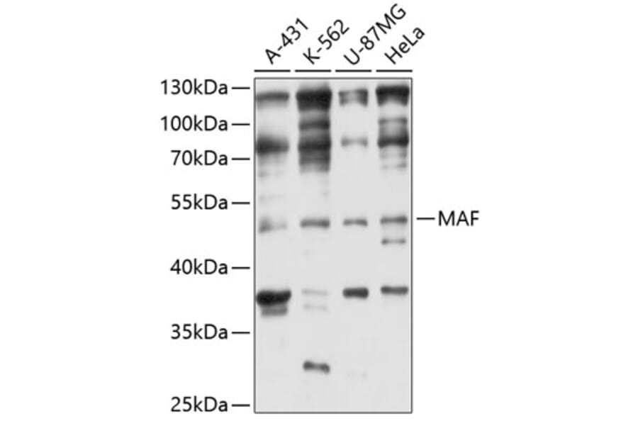 Western Blot - Anti-MAF Antibody (A3614) - Antibodies.com