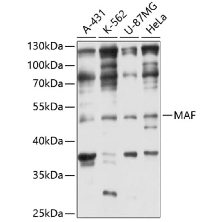 Western Blot - Anti-MAF Antibody (A3614) - Antibodies.com