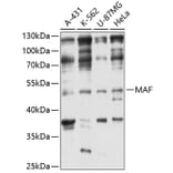 Western Blot - Anti-MAF Antibody (A3614) - Antibodies.com