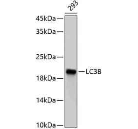 Western Blot - Anti-LC3B Antibody (A80400) - Antibodies.com