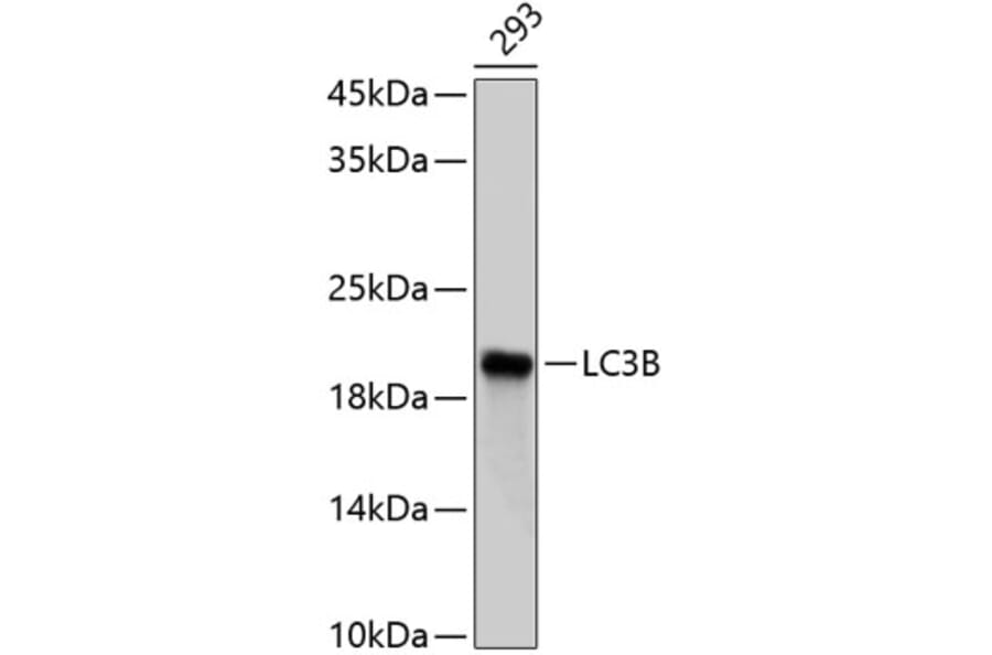 Western Blot - Anti-LC3B Antibody (A80400) - Antibodies.com