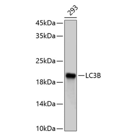 Western Blot - Anti-LC3B Antibody (A80400) - Antibodies.com