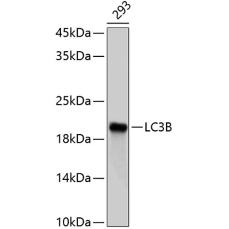 Western Blot - Anti-LC3B Antibody (A80400) - Antibodies.com