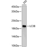 Western Blot - Anti-LC3B Antibody (A80400) - Antibodies.com