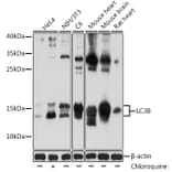 Western Blot - Anti-LC3B Antibody (A80400) - Antibodies.com