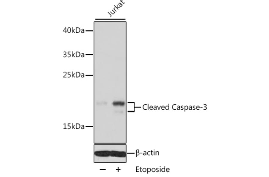 Western Blot - Anti-CASP3 Antibody (A11888) - Antibodies.com