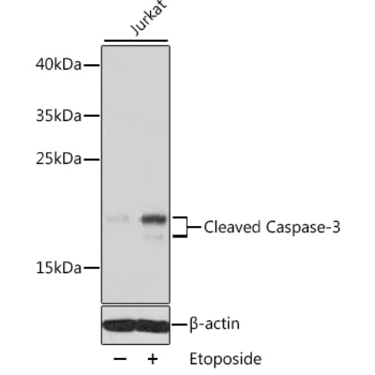 Western Blot - Anti-CASP3 Antibody (A11888) - Antibodies.com