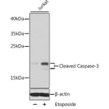 Western Blot - Anti-CASP3 Antibody (A11888) - Antibodies.com
