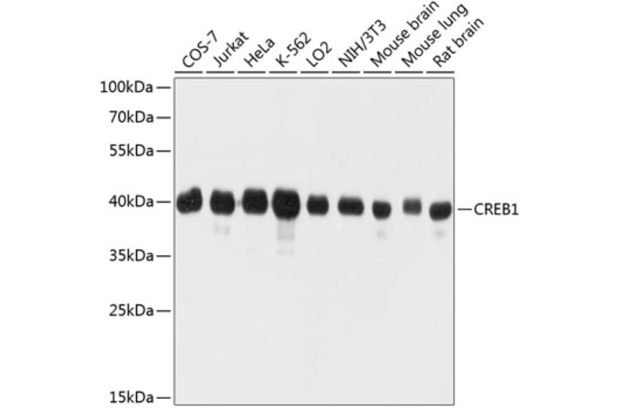 Western Blot - Anti-CREB1 Antibody (A0011) - Antibodies.com