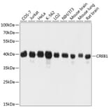 Western Blot - Anti-CREB1 Antibody (A0011) - Antibodies.com