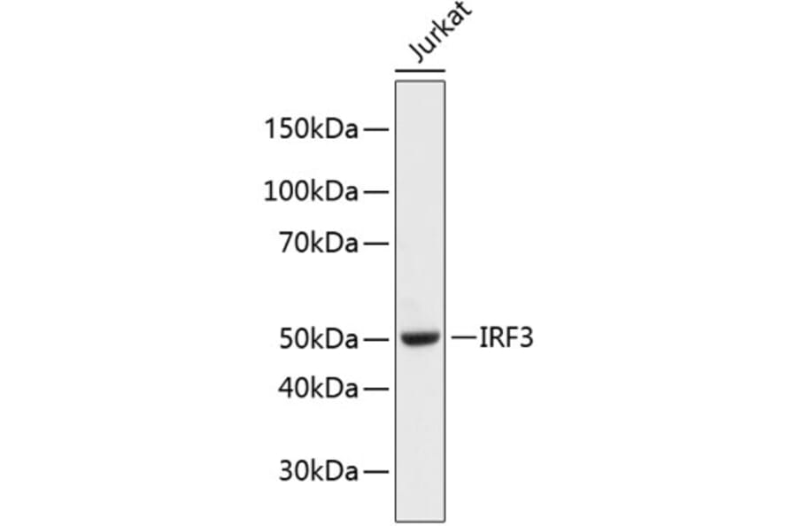 Western Blot - Anti-IRF3 Antibody (A11921) - Antibodies.com