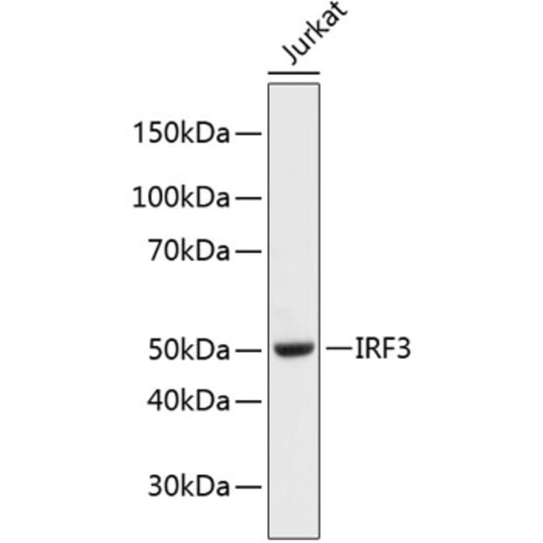 Western Blot - Anti-IRF3 Antibody (A11921) - Antibodies.com