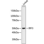 Western Blot - Anti-IRF3 Antibody (A11921) - Antibodies.com