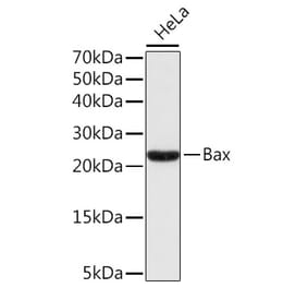 Western Blot - Anti-Bax Antibody (A80410) - Antibodies.com
