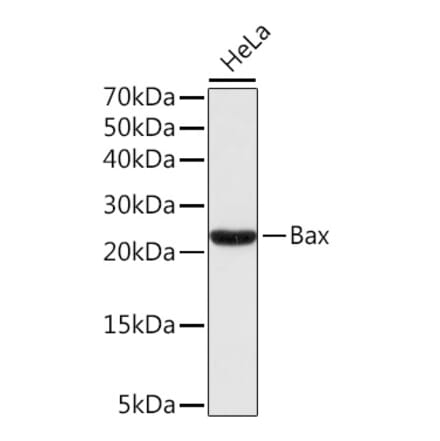 Western Blot - Anti-Bax Antibody (A80410) - Antibodies.com