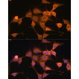 Immunofluorescence - Anti-Bax Antibody (A80410) - Antibodies.com