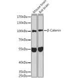 Western Blot - Anti-beta Catenin Antibody (A80413) - Antibodies.com