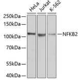 Western Blot - Anti-NFKB2 Antibody (A11917) - Antibodies.com