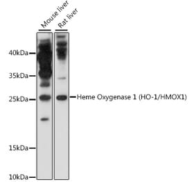 Western Blot - Anti-Heme Oxygenase 1 Antibody (A80416) - Antibodies.com