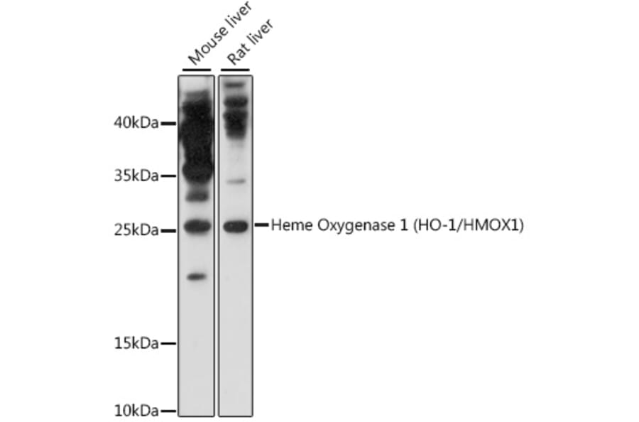 Western Blot - Anti-Heme Oxygenase 1 Antibody (A80416) - Antibodies.com