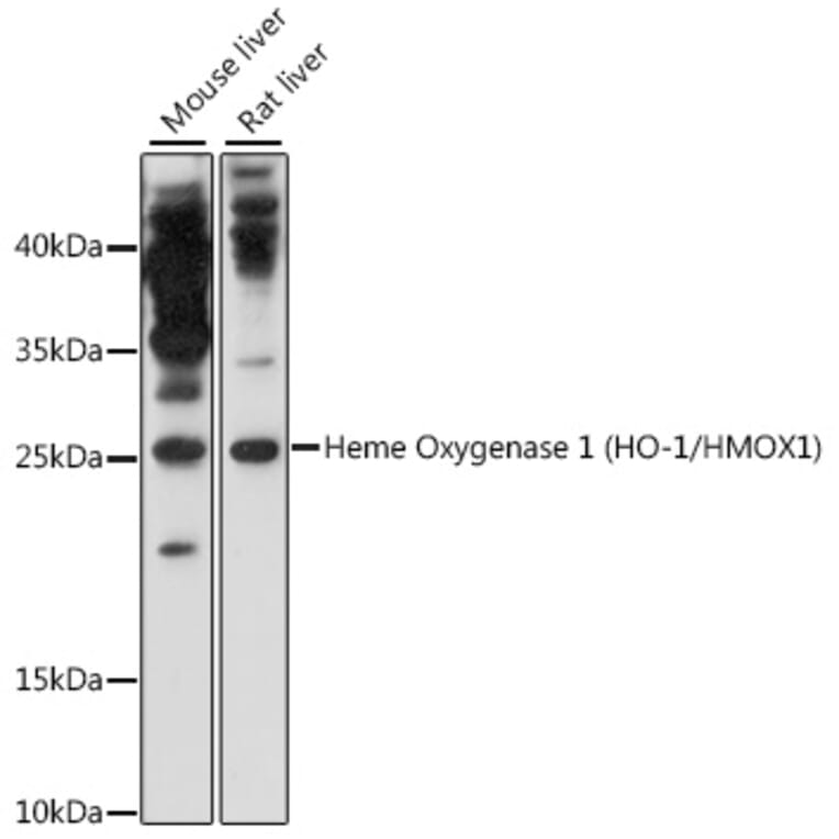 Western Blot - Anti-Heme Oxygenase 1 Antibody (A80416) - Antibodies.com
