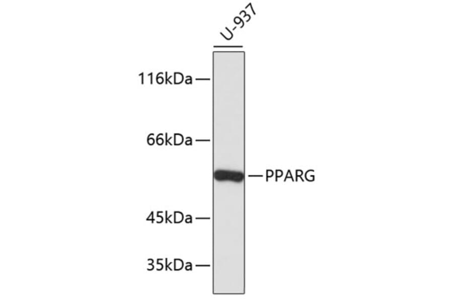Western Blot - Anti-PPARG Antibody (A11926) - Antibodies.com
