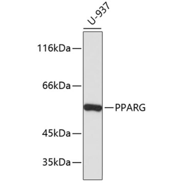 Western Blot - Anti-PPARG Antibody (A11926) - Antibodies.com