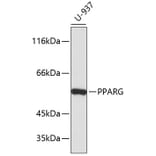 Western Blot - Anti-PPARG Antibody (A11926) - Antibodies.com