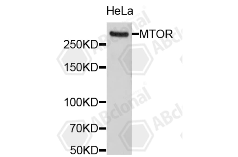 Western Blot - Anti-MTOR Antibody (A11928) - Antibodies.com
