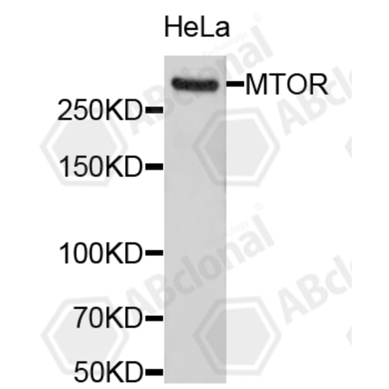Western Blot - Anti-MTOR Antibody (A11928) - Antibodies.com