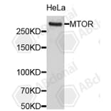 Western Blot - Anti-MTOR Antibody (A11928) - Antibodies.com
