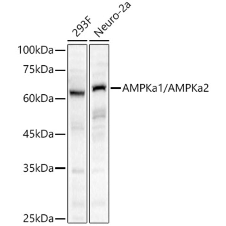 Western Blot - Anti-AMPK alpha 1 +AMPK alpha 2 Antibody (A80422) - Antibodies.com
