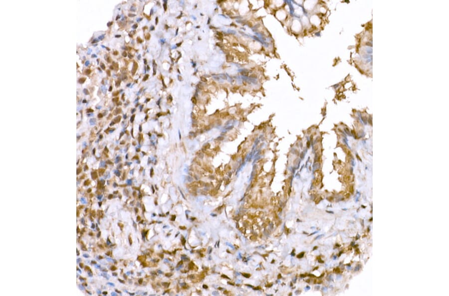 Immunohistochemistry - Anti-AMPK alpha 1 +AMPK alpha 2 Antibody (A80422) - Antibodies.com