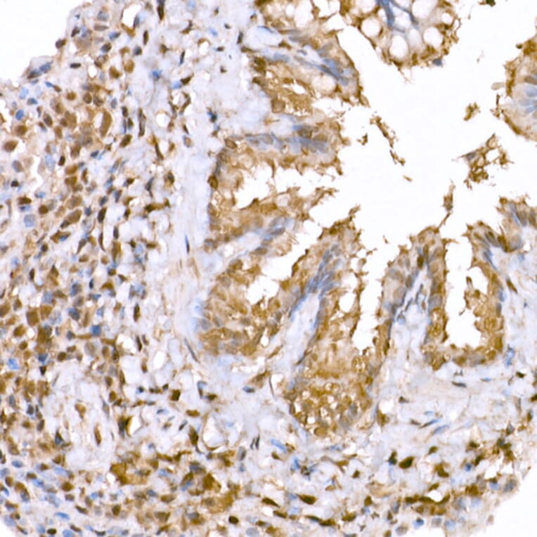 Immunohistochemistry - Anti-AMPK alpha 1 +AMPK alpha 2 Antibody (A80422) - Antibodies.com