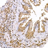 Immunohistochemistry - Anti-AMPK alpha 1 +AMPK alpha 2 Antibody (A80422) - Antibodies.com