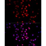Immunofluorescence - Anti-AMPK alpha 1 +AMPK alpha 2 Antibody (A80422) - Antibodies.com
